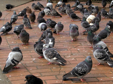 Birds on business sidewalk